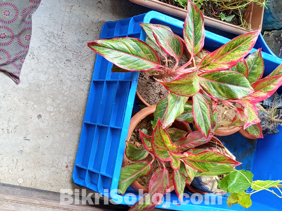 Lipstick Aglaonema plant